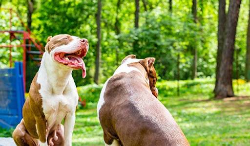 Jak pokonać strach przed psami lub cynofobię?