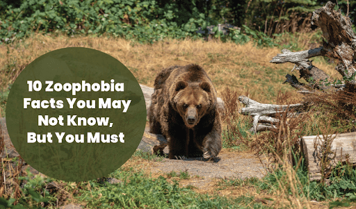 Zoophobia: 10 Facts You May Not Know, But You Must